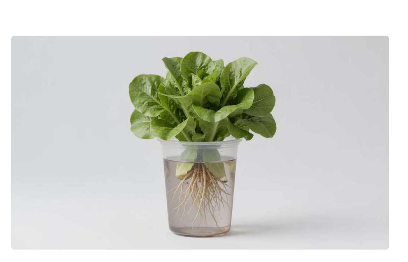 Lechuga cultivada con sistema hidropónico sencillo