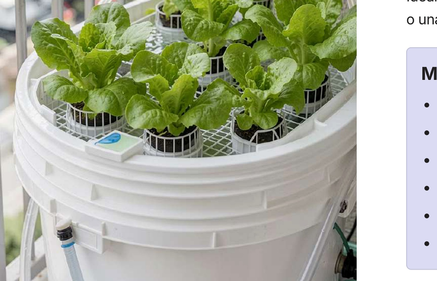 Sistema hidropónico DWC en balde